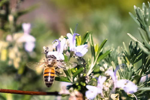 miel romarin abeille vole corbières