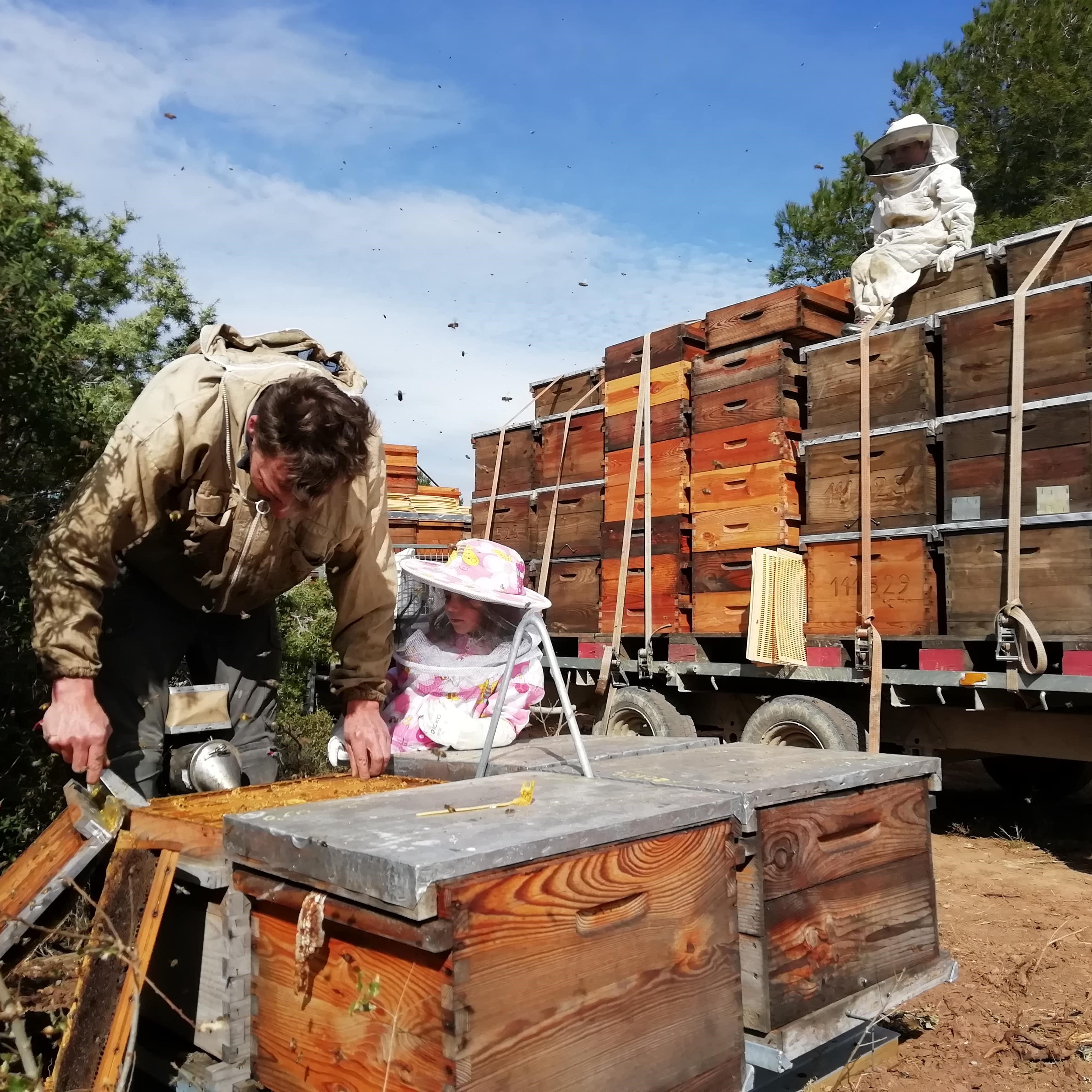 apiculture miel suf frane français bienfait famille