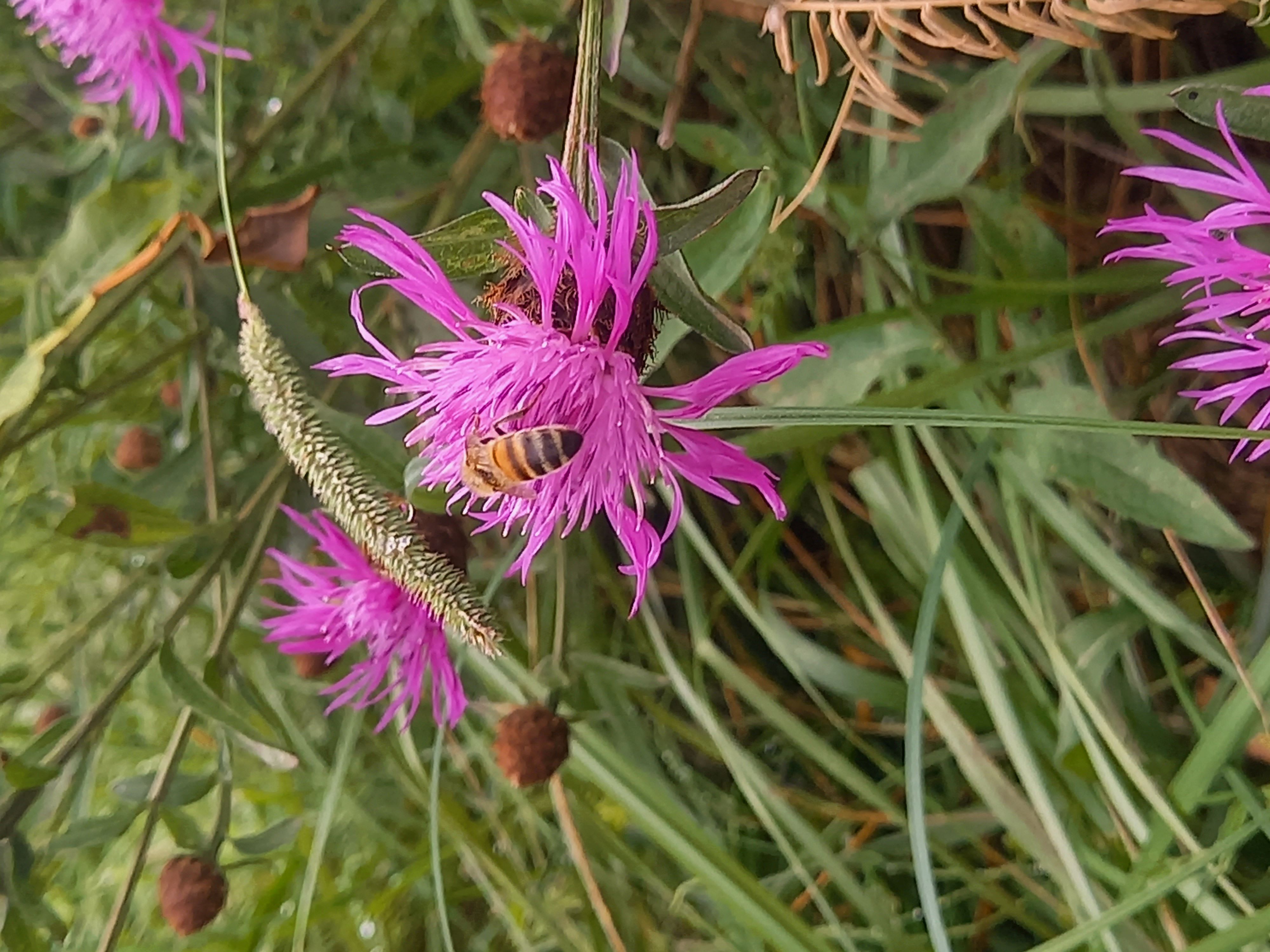 fleur montagne aude