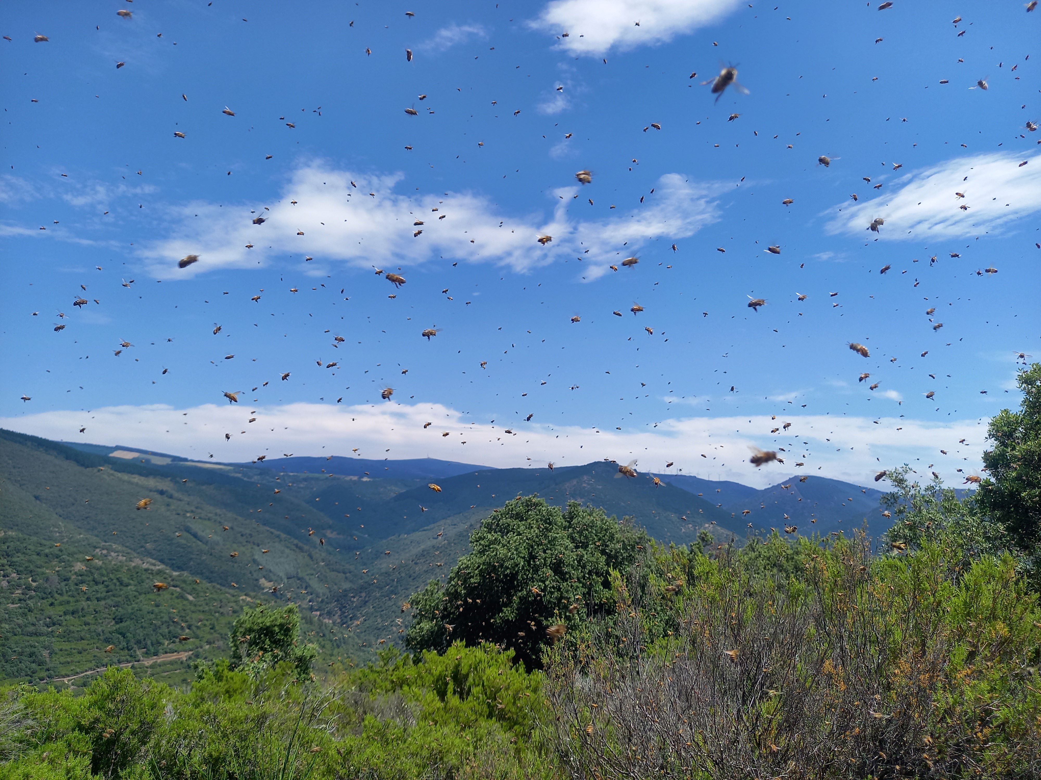 miel chataignier clauzeille montagne noire